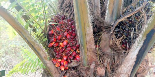 HECTARE À VENDRE À TORI BÉNIN